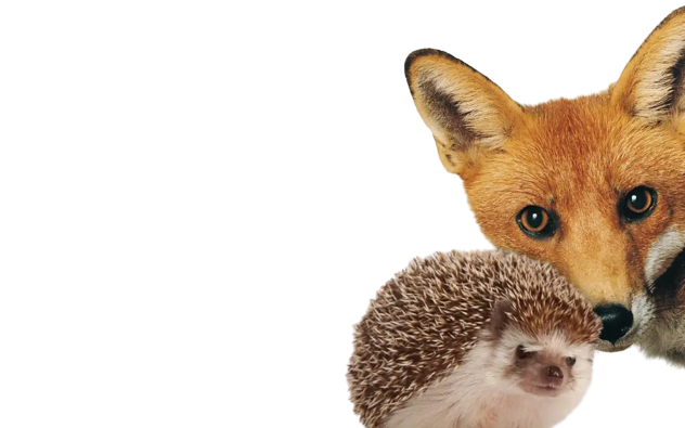 Are you the hedgehog or the fox?